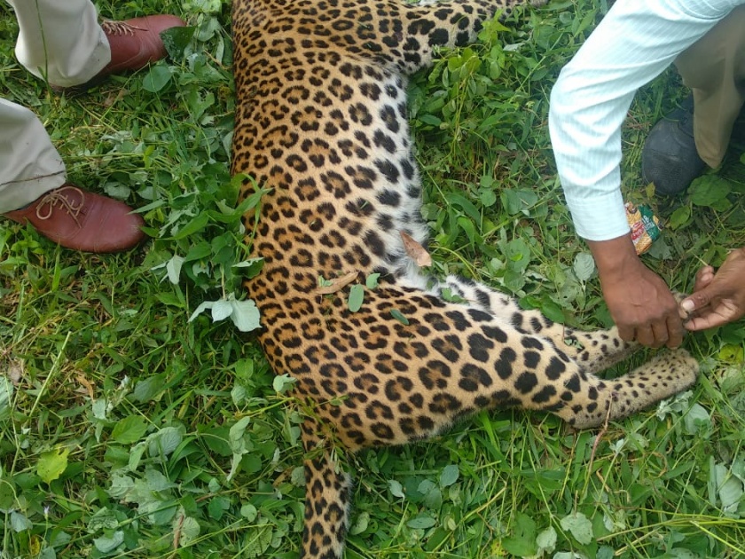 Leopard killed in Kedarwadi highway accident | केदारवाडीत महामार्गावर अपघातात बिबट्या ठार