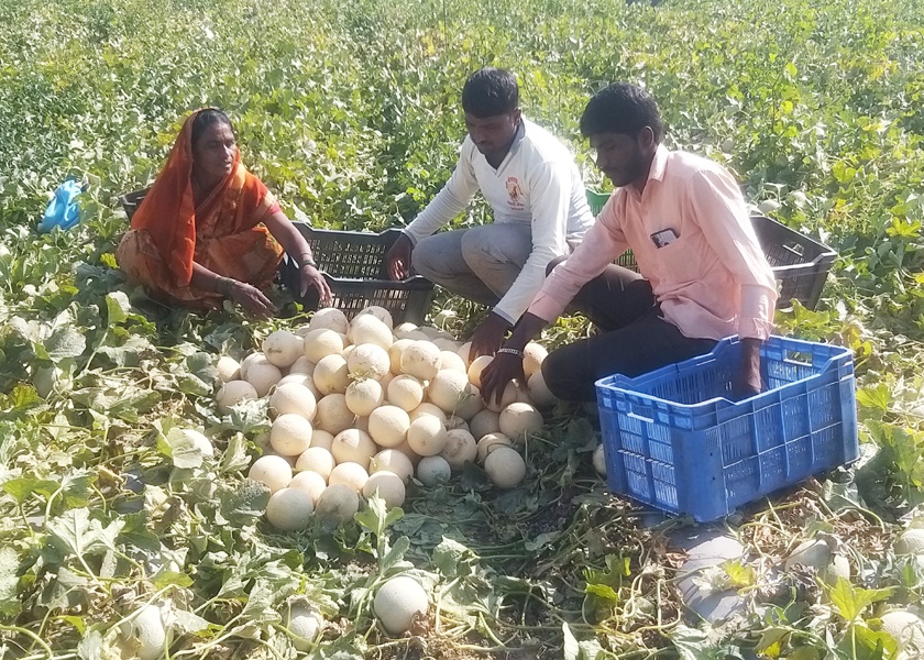Due to changes in crop method, three lakh melons were taken in two acre | पीक पध्दतीत बदल केल्याने दोन एकरात घेतले तीन लाखांचे खरबूज