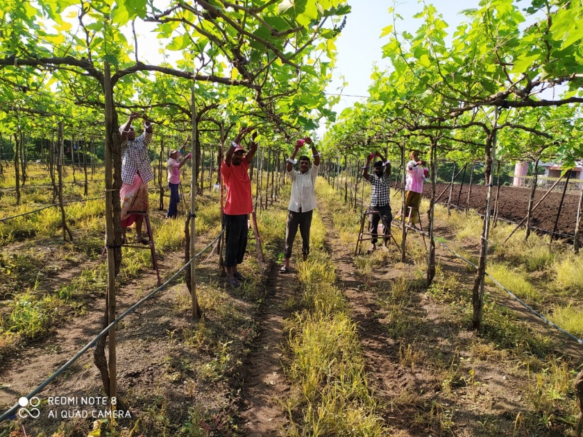 Farmers exercise to save the vineyard | द्राक्षबागा वाचविण्यासाठी शेतकऱ्यांची कसरत