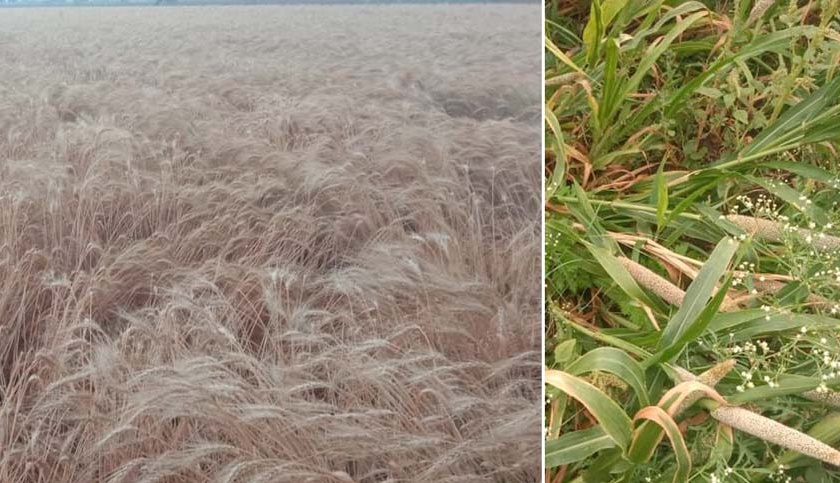 Rabi crops damaged due to untimely rains in the district | जिल्ह्यात अवकाळी पावसामुळे रब्बी पिकांचे नुकसान