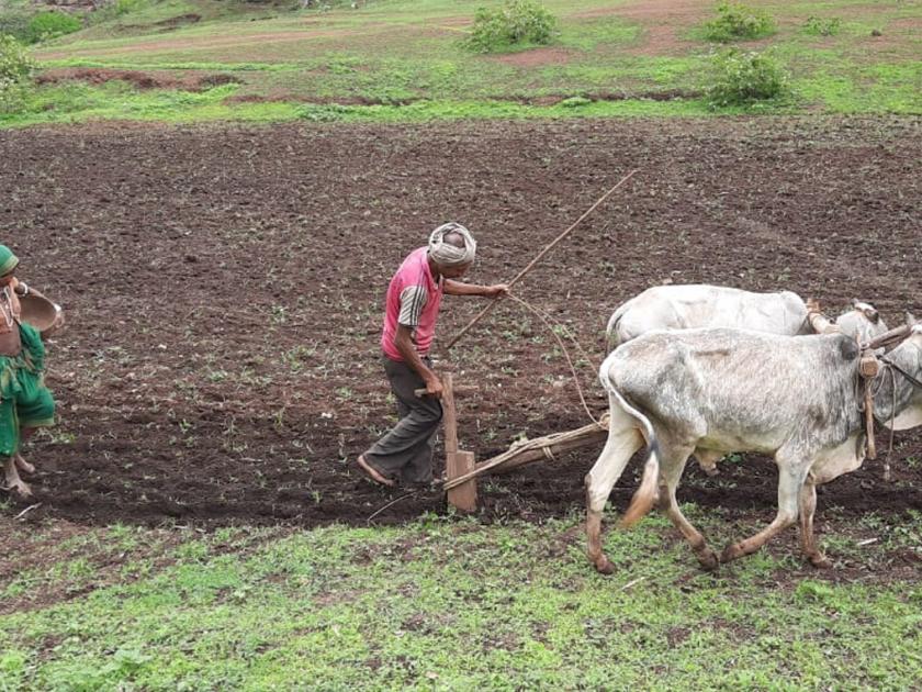 Kharif sowing begins in the hill farms of Satpuda | सातपुड्यातील डोंगरी शेतीत खरीपाची पेरणी सुरू