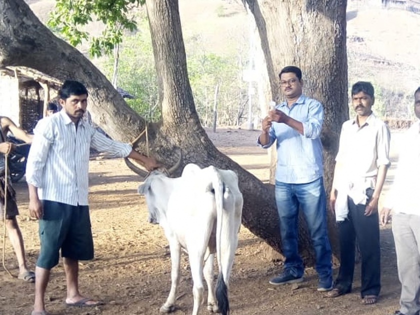 Rainfed vaccination campaign for 7 lakh pets by Animal Husbandry Department | पशुसंवर्धन विभागाकडून ७ लाख पाळीव जनावरांसाठी पावसाळी लसीकरण मोहिम