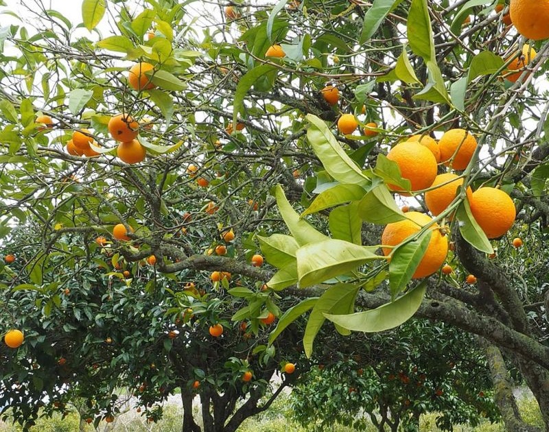 Will follow up until the problems of Vidarbha orange growers are resolved, testified Sunil Kedar | संत्रा उत्पादकांच्या समस्यांचे समाधान होईपर्यंत पाठपुरावा करणार, सुनील केदार यांची ग्वाही