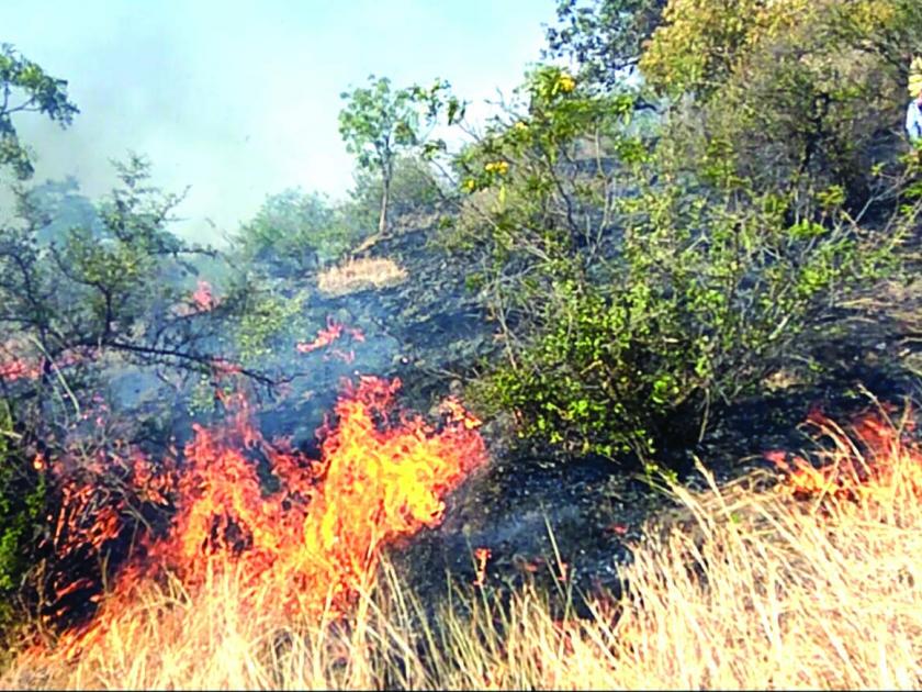 Sagareshwar Wildlife Sanctuary Burns Three hundred Acres; The success of fire control | सागरेश्वर अभयारण्याला भीषण आग, तीनशे एकर क्षेत्र जळाले; आगीवर नियंत्रण मिळविण्यात यश
