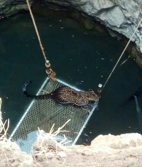  Jeevan, a leopard lying on the well in Sonegaon | सोनगाव येथील विहिरीत पडलेल्या बिबट्याला जीवदान