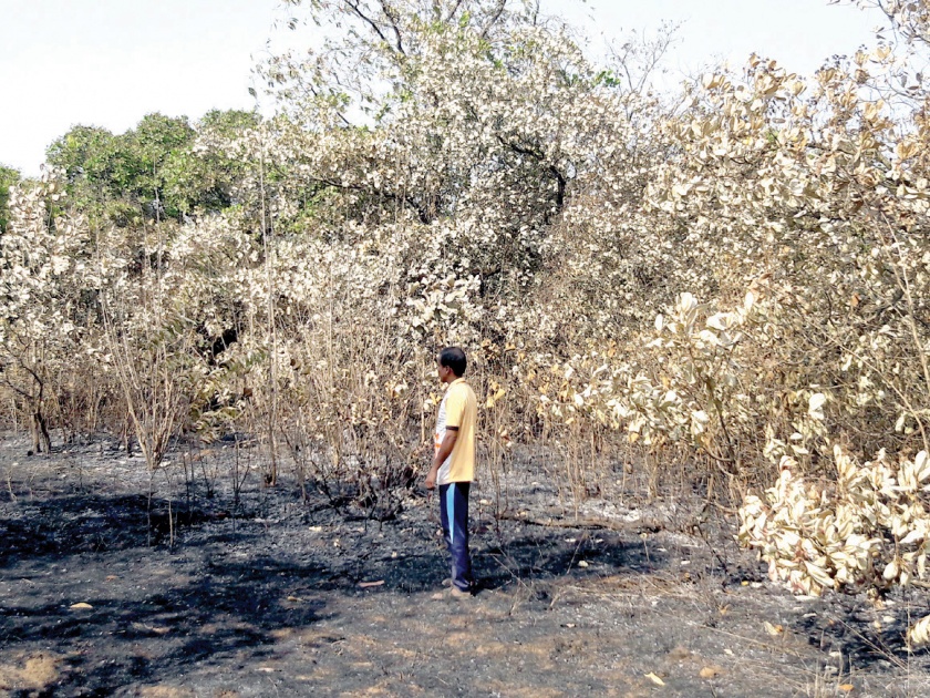 Sindhudurg: Mango, cashew nut fire; Loss of millions, who will compensate? | सिंधुदुर्ग : आंबा, काजू बागेला आग; लाखोंचे नुकसान, नुकसान भरपाई देणार कोण?