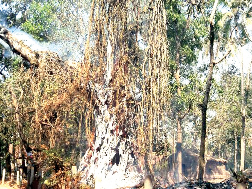 Sindhudurg: Fire in Old Bandh Pimpla fire, Mayekar family escape Balangal | सिंधुदुर्ग : बांद्यात जुनाट पिंपळाला आग, मयेकर कुटुंबीय बालंबाल बचावले