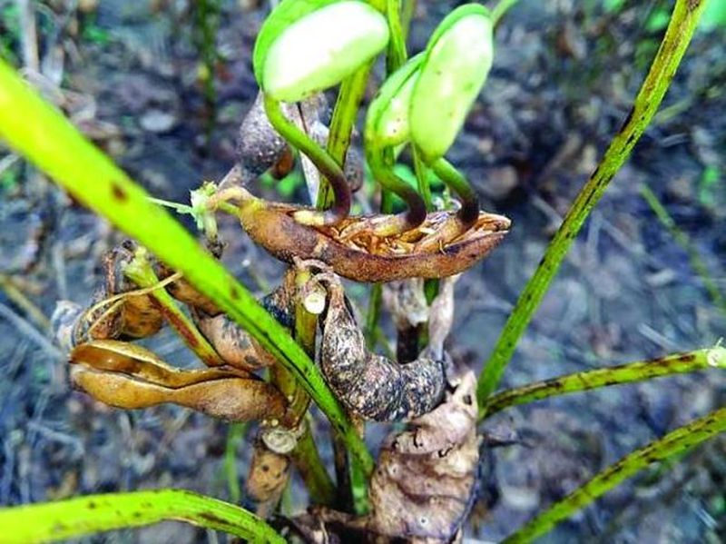 Soybean growers worried over incessant rains | सततच्या पावसामुळे सोयाबीन पीक संकटात, उत्पादक शेतकरी चिंताग्रस्त