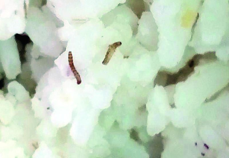  Shocking ... larvae found in mid day meal in Anganwadi | धक्कादायक...अंगणवाडीतील खिचडीत आढळल्या अळ्या