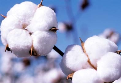 The market is rising for processed cotton; Not for raw cotton | बाजारात रूईचे दर वाढताहेत; कापसाचे नाही