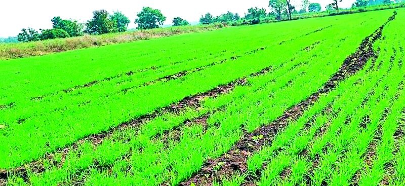 Rabi sowing on eleven thousand hectares in Pusad | पुसदमध्ये अकरा हजार हेक्टरवर रबीची पेरणी