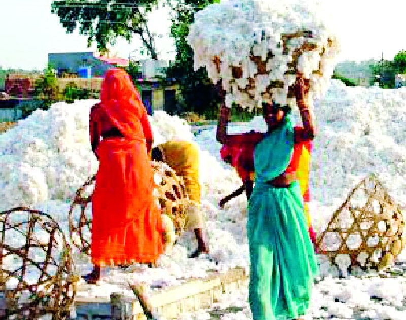 Search for bogus cotton logs on Satbara | सातबारावर कापसाच्या बोगस नोंदी घेणाऱ्यांचा शोध