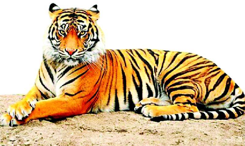 Yawatmal's new identity 'district of tigers' | यवतमाळची नवी ओळख ‘वाघांचा जिल्हा’