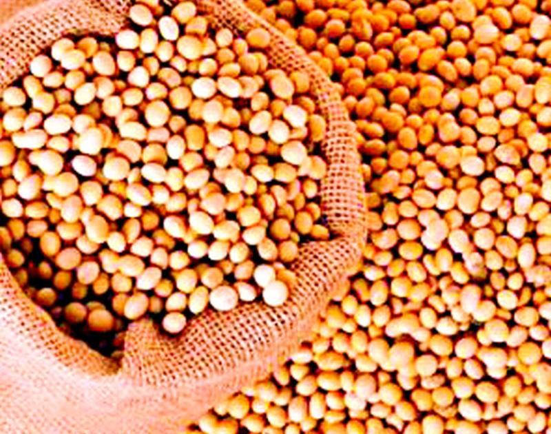 Soybean prices fell in the open market | खुल्या बाजारात सोयाबीनचे दर घसरले