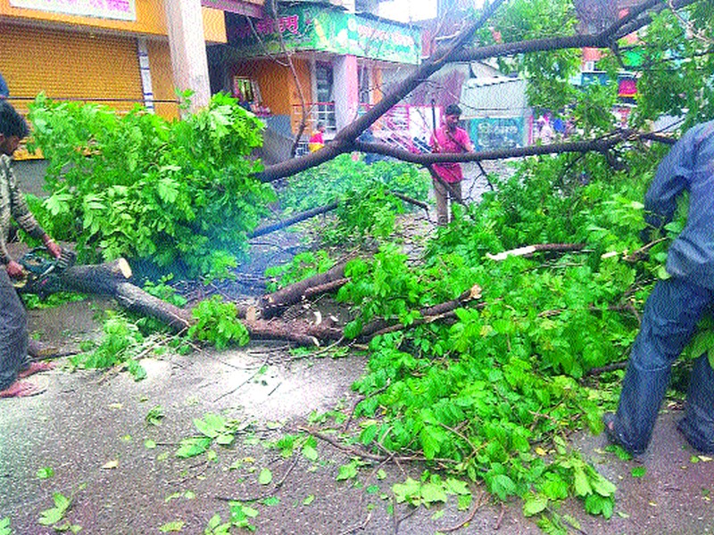  The tree fell in the panchavati area | पंचवटी भागात वृक्ष कोसळला