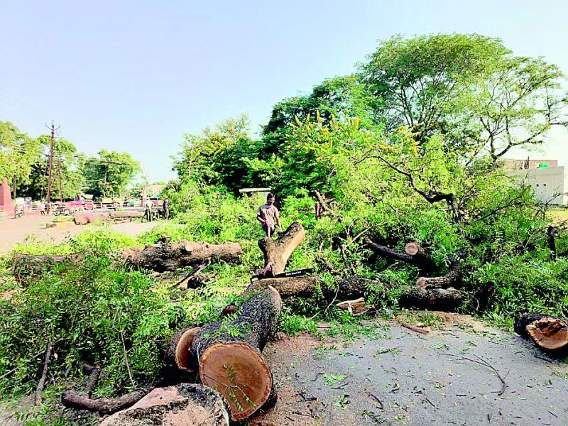 Suspension of tree felling, slaughter of three trees | वृक्षकटाईला स्थगिती, तोवर तीन झाडांची कत्तल