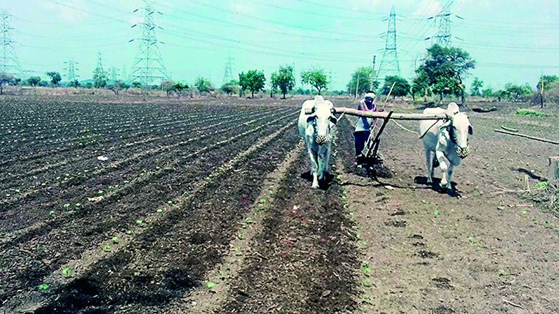 Sowing on 1.10 lakh hectare due to 10.11% rainfall! | १०.११ टक्के पावसाच्या जोरावर झाली तब्बल १.१० लाख हेक्टरवर पेरणी!