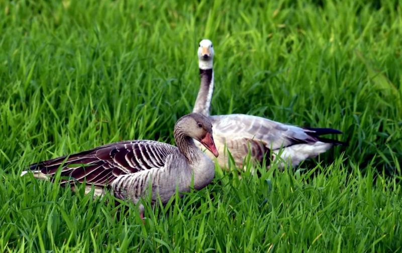 Eco-festival: Three species of goose visit Akola | पर्यावरणोत्सव : तीन प्रजातीच्या हंसांची अकोल्याला भेट