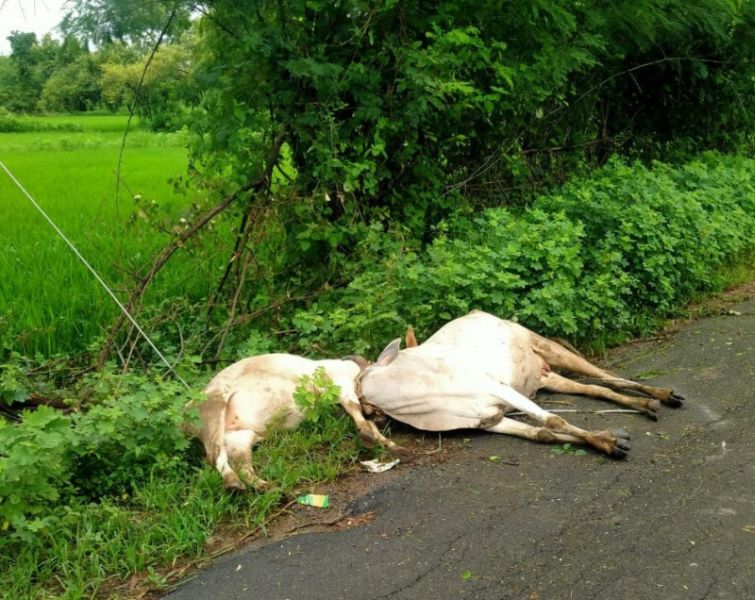 Two cows at Salangtola in Gondia district died on the spot due to electric shock | गोंदिया जिल्ह्यात सलंगटोला येथील दोन गाईंचा विद्युत धक्क्याने जागीच मृत्यू