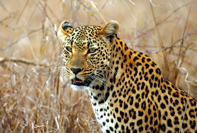 Leopard's pugmarks were found in Ambazari Park in Nagpur | नागपुरातील अंबाझरी उद्यानात बिबट्याचे पगमार्क आढळले