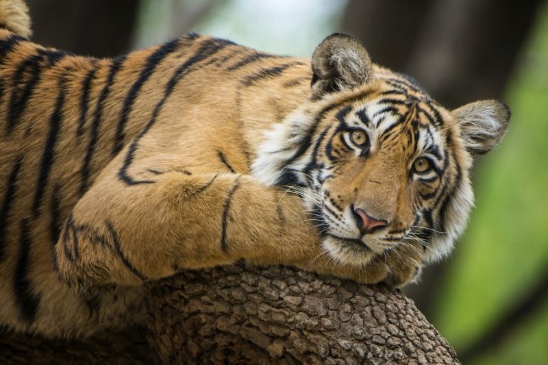 The wife escaped from the clutches of the tiger due to her husband's beating | पतीच्या काठीहल्ल्यामुळे पत्नी वाघाच्या तावडीतून सुटली
