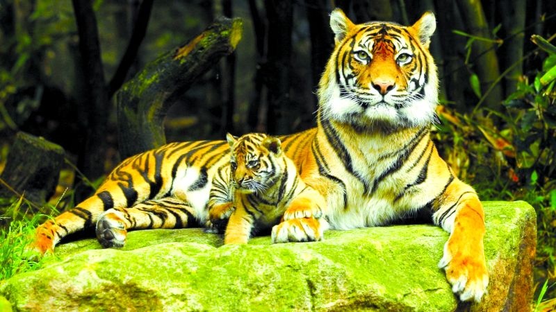 World Tiger Day Special; 12 new sanctuaries announced in eight years | जागतिक व्याघ्र दिन विशेष; राज्यात आठ वर्षांत १२ नवी अभयारण्ये घोषित
