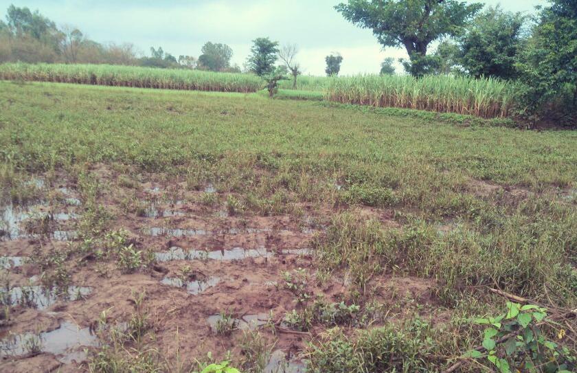 Kolhapur: Streets of crops have been stuck in the rain, Gramsevak, Talathi, agricultural assistants, Pankanme | कोल्हापूर :  पिकांचे पंचनामे अडकले पावसात, ग्रामसेवक, तलाठी, कृषी सहायक करणार पंचनामे