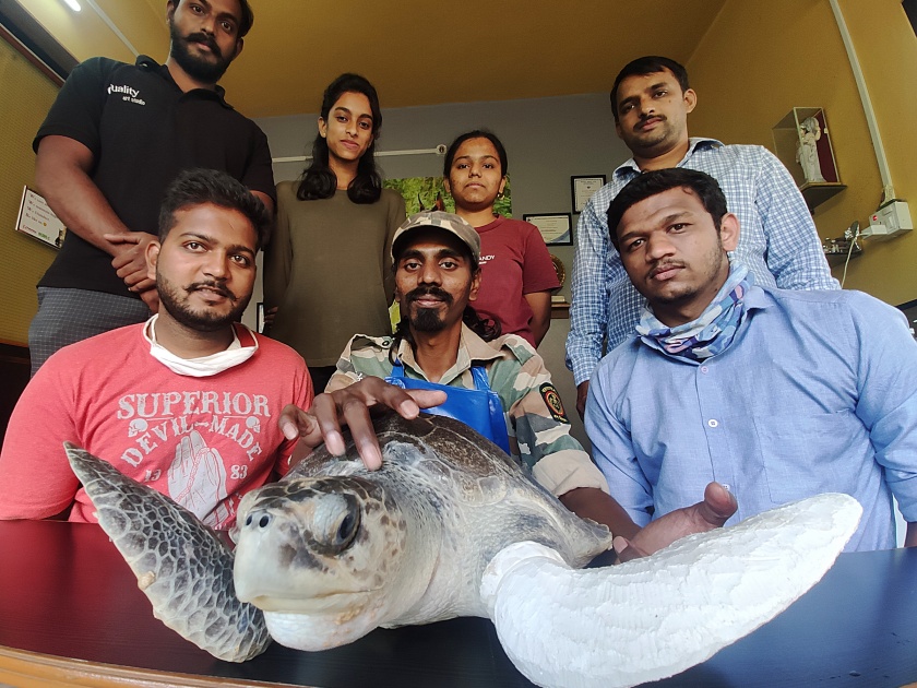 Prosthetic legs of a protected sea turtle in Kolhapur | जायबंदी संरक्षित समुद्री कासवाला कोल्हापुरात बसविले कृत्रिम पाय