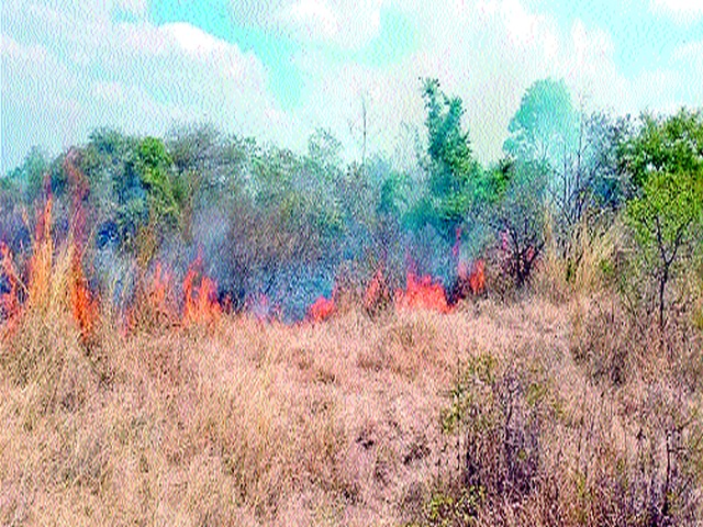 Raipur forest fire | रायपूरला जंगलाला आग