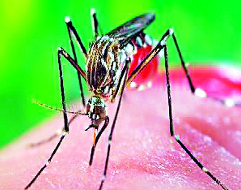 Seven Dengue positives in twin cities | जुळ्या शहरात सात डेंग्यू पॉझिटिव्ह
