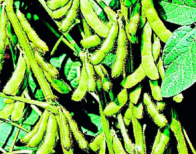 Return rain soybean, cotton roots | परतीचा पाऊस सोयाबीन, कपाशीच्या मुळावर