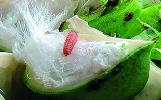 To stop the spread of bollworm, beed in the bead campaign | बोंडअळीचा प्रादुर्भाव रोखण्यासाठी बीडमध्ये धडक मोहीम