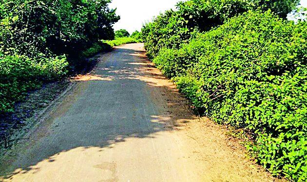 The road to the bushes is dangerous | झुडपांमळे रस्ता धोकादायक