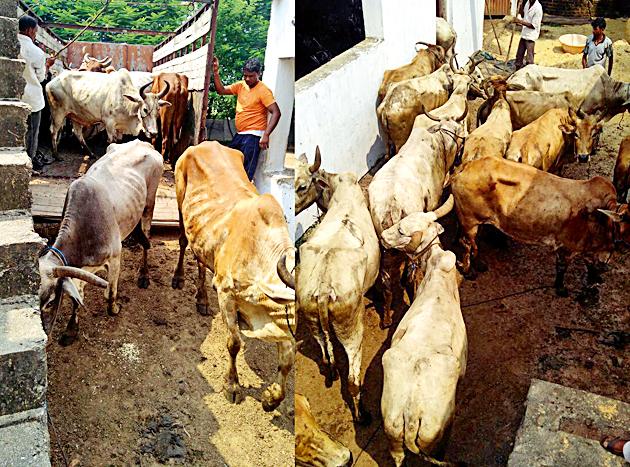 Release of 90 bullocks in slaughter house | कत्तलखान्यात जाणाºया ९० बैलांची सुटका