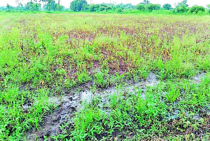 Farmers worried about rain in hand constellation with reply | उत्तरासह हस्त नक्षत्रातील पावसाने शेतकरी चिंतेत