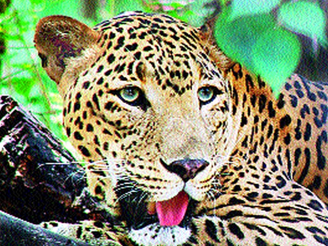 The calf was killed in a leopard attack | बिबट्याच्या हल्ल्यात वासरू ठार