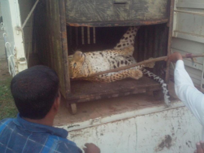 The hunter got hunt here! : Leopard imprisonment in hench | शिकारी यहाँ शिकार हो गया! : कोंबड्यांच्या खुराड्यात बिबट्या कैद