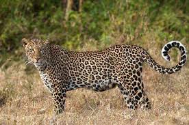 The calf was killed in a leopard attack | बिबट्याचा हल्ल्यात वासरू ठार