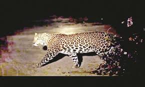 Dogs snatch animals from leopards | बिबट्याकडून जानोरीत श्वान फस्त