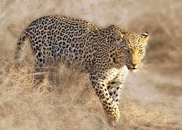 At Devpur, a leopard killed a calf | देवपूर येथे बिबट्याने वासराला केले फस्त