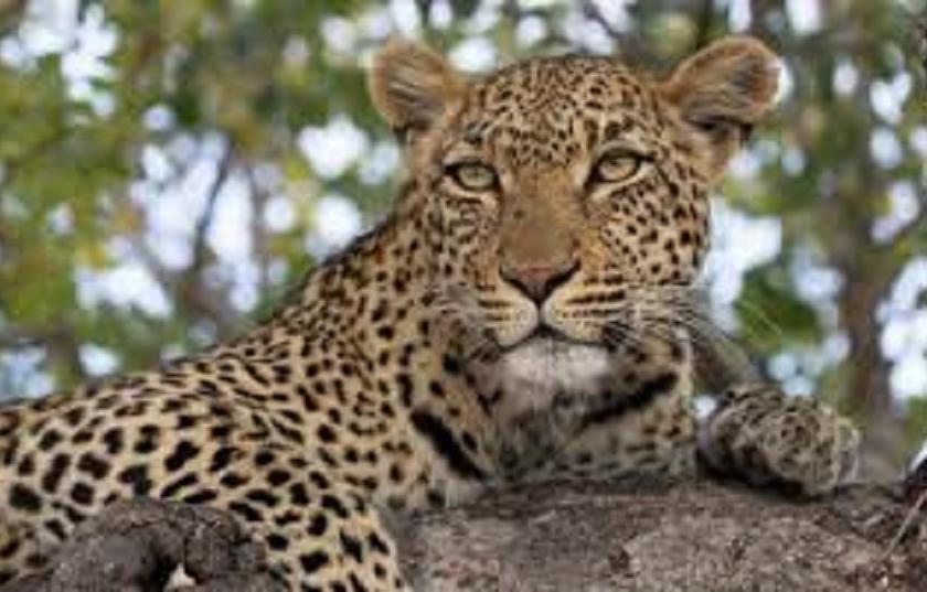 Leopard terror continues in Nandurshingote area | नांदूरशिंगोटे परिसरात बिबट्याची दहशत कायम