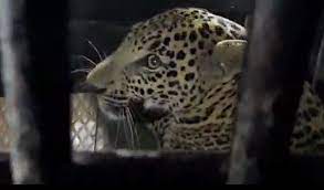Leopards seized at Jalalpur | जलालपूरला बिबट्या जेरबंद