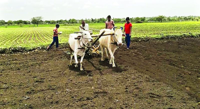Crisis of double sowing on 527 farmers in Buldana district! | बुलडाणा  जिल्ह्यात ५२७ शेतकऱ्यांवर दुबार पेरणीचे संकट!