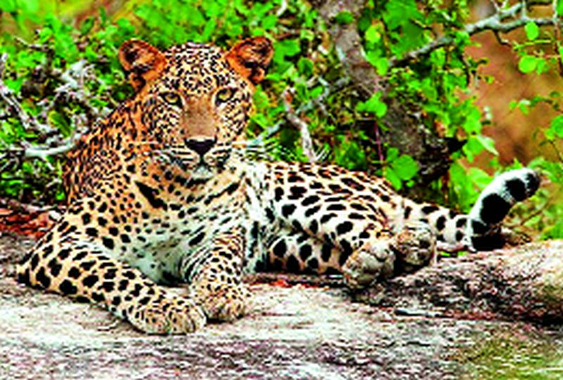 Cow killed in leopard attack | बिबट्याच्या हल्ल्यात गाय ठार