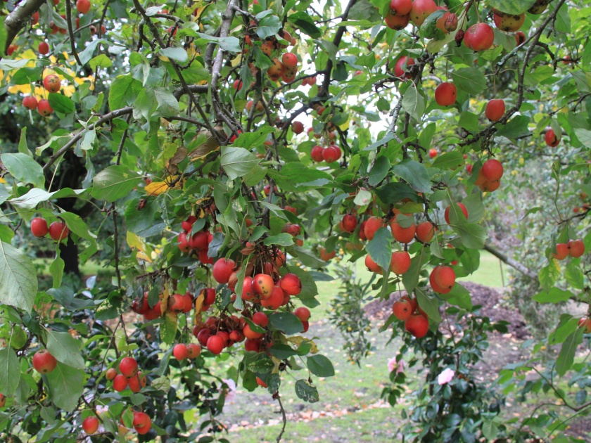 The loss of orchards was eventually credited to the grant | फळबागांच्या नुकसानीचे अखेर अनुदान झाले जमा