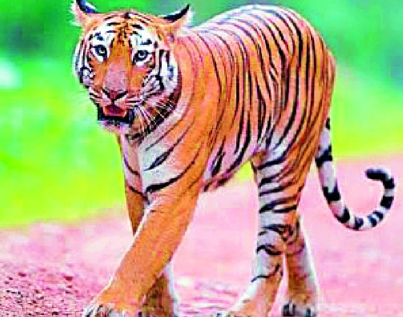 Increased tiger terror in district | जिल्ह्यात वाढली वाघांची दहशत