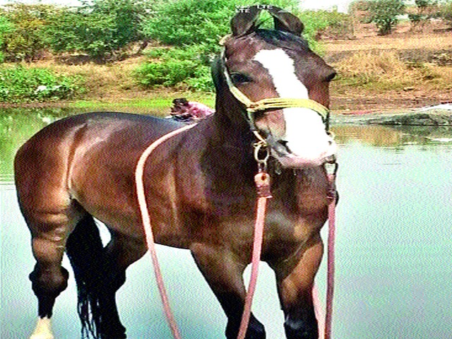 Horse Due to Electric Shock | विजेच्या धक्क्याने घोड्याचा मृत्यू