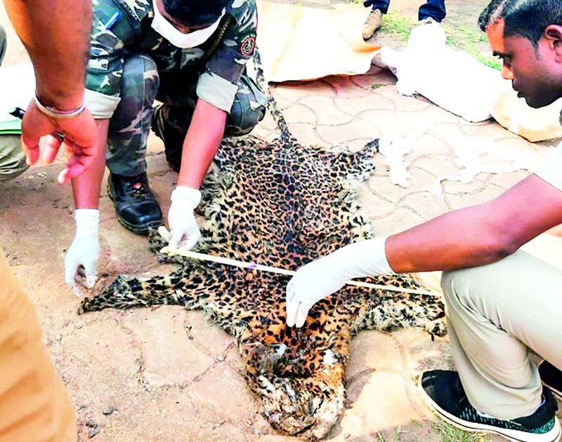 Two more arrested in tiger poaching case | वाघ शिकार प्रकरणात आणखी दोघांना अटक