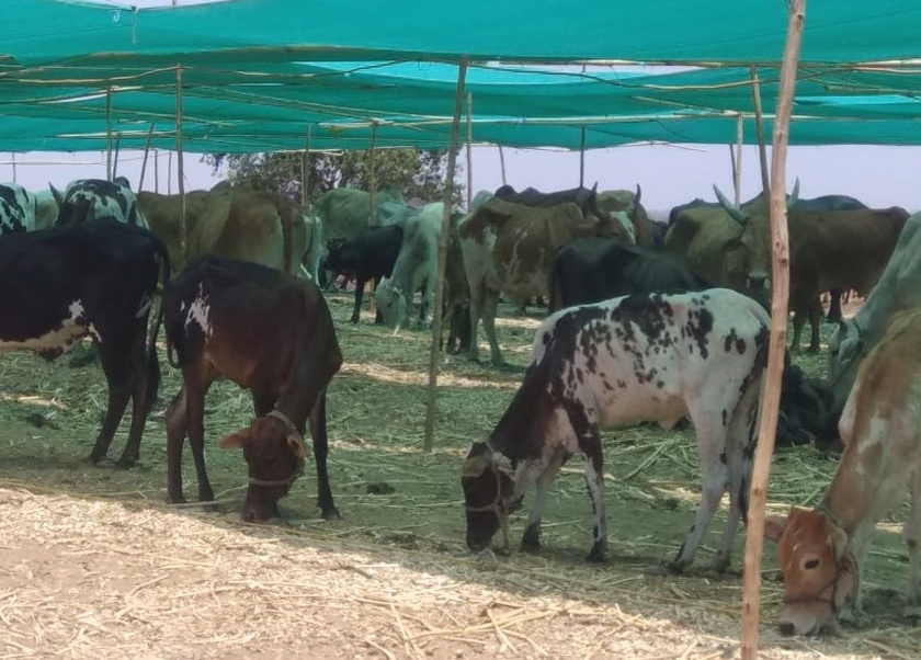 The concern of the cattle traders over the fodder camp | राजुरातील चारा छावणीने पशुपालकांची चिंता मिटली