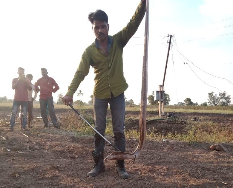 Mandwad found a snake in the well | मांडवडला विहिरीत आढळला नाग
